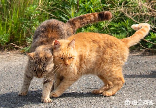 在城市里，为什么有些流浪猫看到人就粘人，而有些流浪猫看到人就跑？