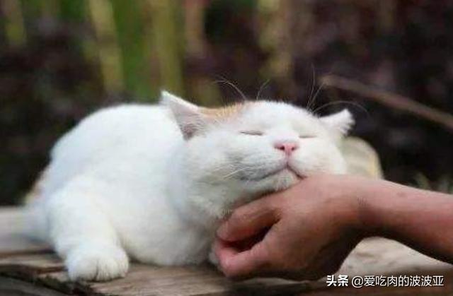 猫咪绝育之后有什么变化吗？