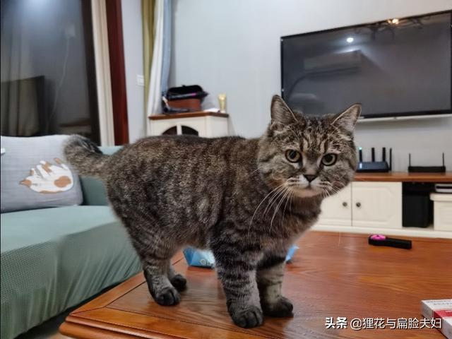 大家一般给猫吃什么牌子的猫粮，稍微好点，性价比比较高的？