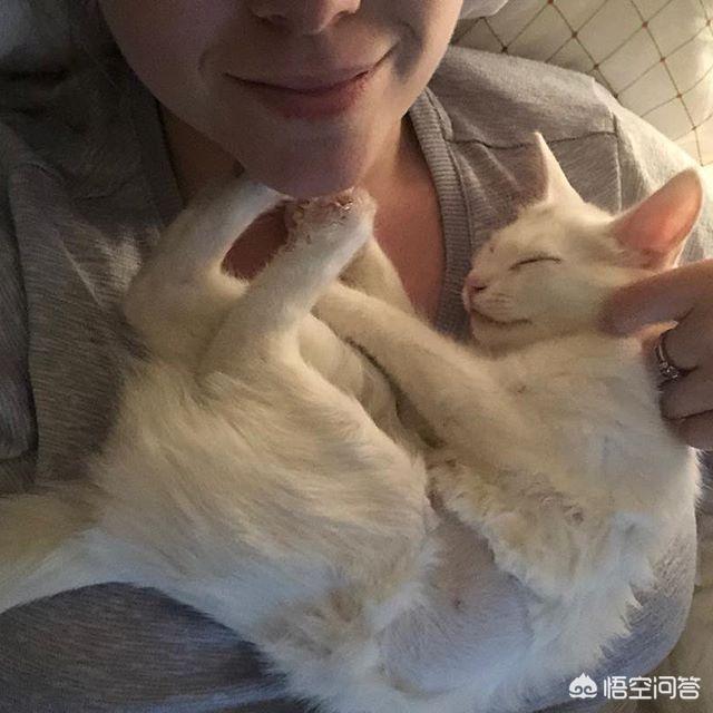 公猫和母猫，哪个更粘自己的主人？为什么？