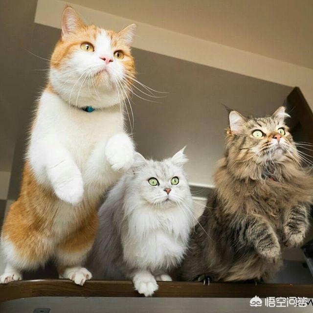 猫咪咬人，打几下会记仇吗？