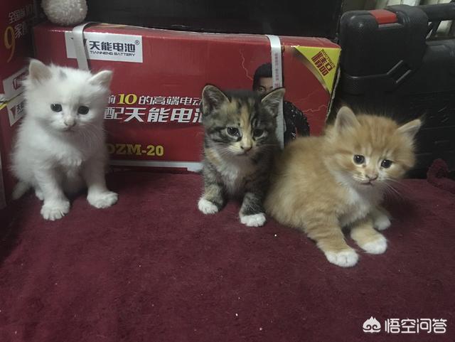 流浪猫来家里五天了，生了六只小奶猫，小奶猫长大后该何去何从呢？你怎么看？