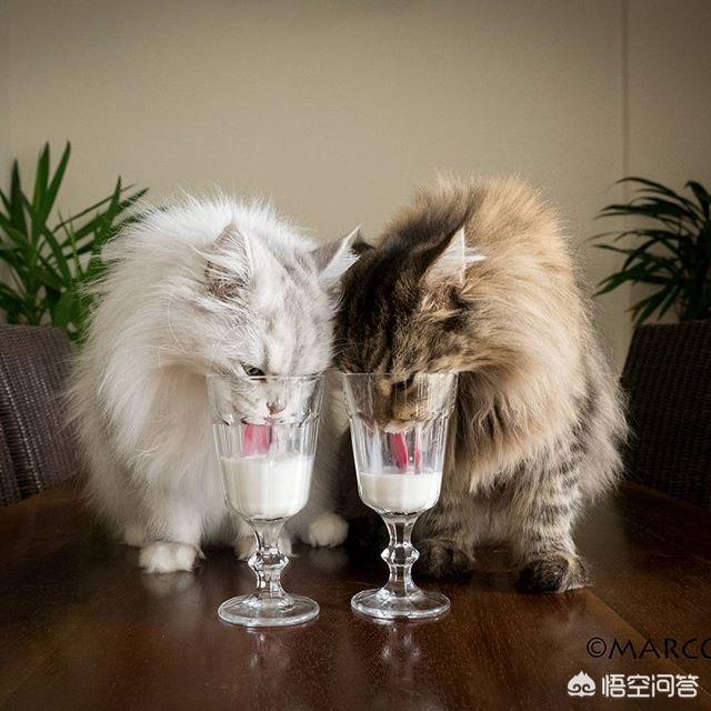 猫咪咬人，打几下会记仇吗？