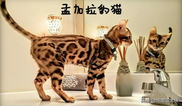 我国野生的豹猫还多吗？为什么？