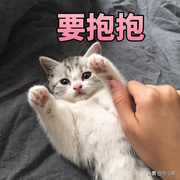 家里有猫和没猫有什么区别？