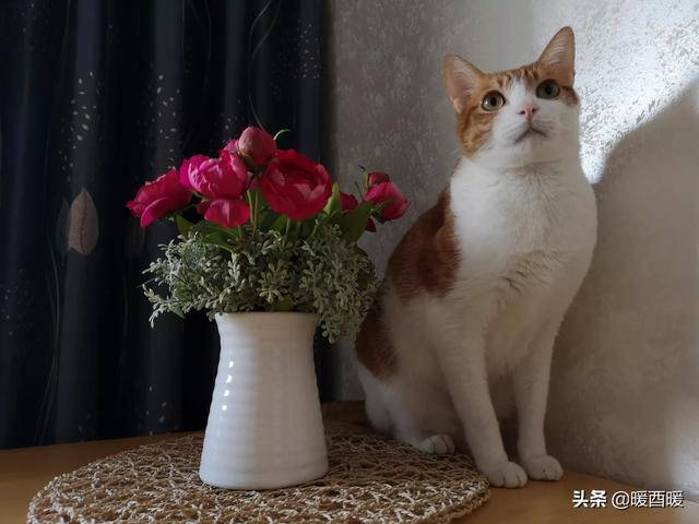 什么事情对猫咪来说就如同上刑？