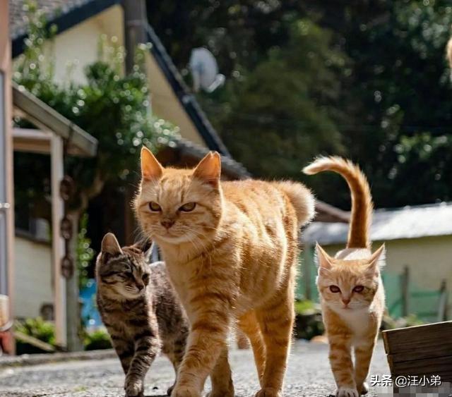 家里有猫和没猫有什么区别？