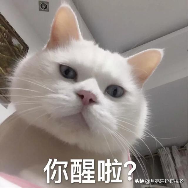 猫多大是成年猫？