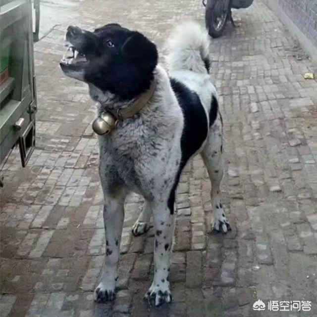 中国有一种狗叫太行犬，这是真的吗？这种狗怎么样？