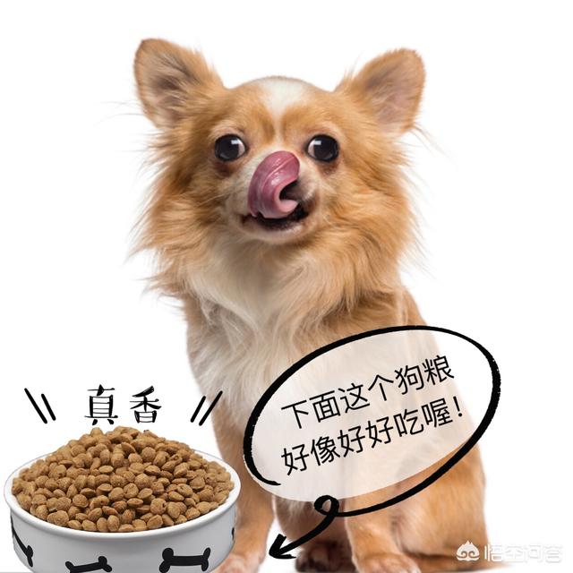 狗狗最怕什么惩罚？什么方法有效？