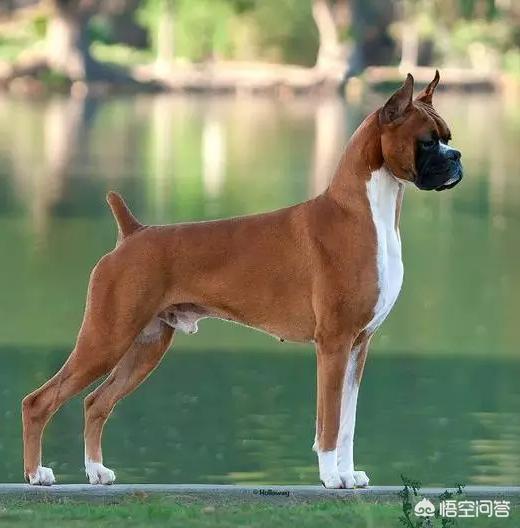 拳师犬怎么样？想养一条，好养吗？