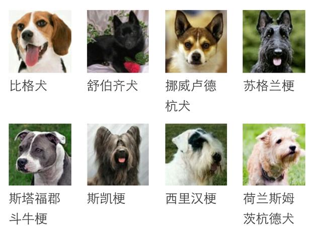 有哪些不会长大的小型犬？