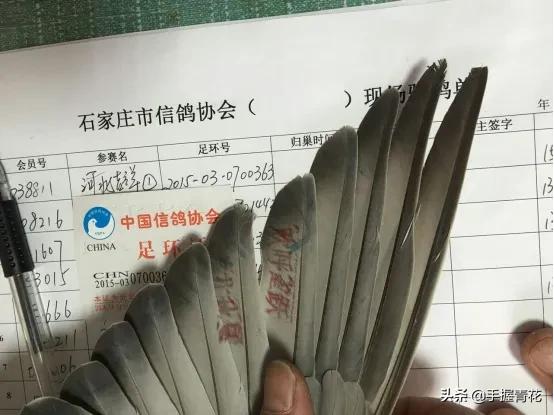 赛鸽的脚环到底有多贵，为什么要剪断鸽子腿取下脚环呢？