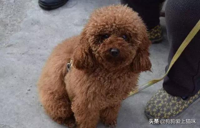 说说你们家里养的泰迪犬，都害怕做什么事情？