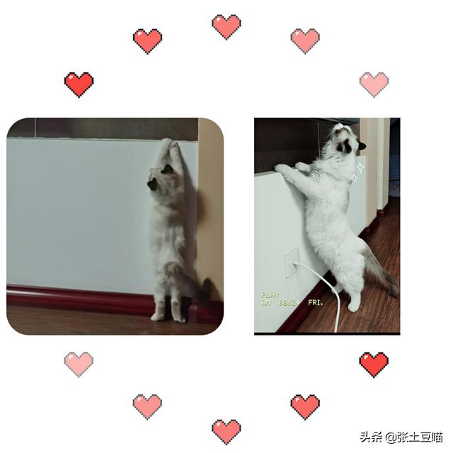 养猫的代价是什么？