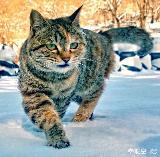 狸花猫的野性有多大？