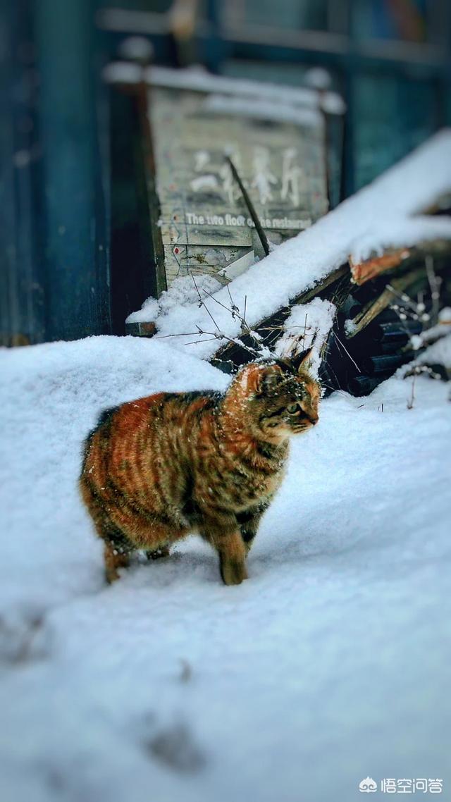 狸花猫的野性有多大？