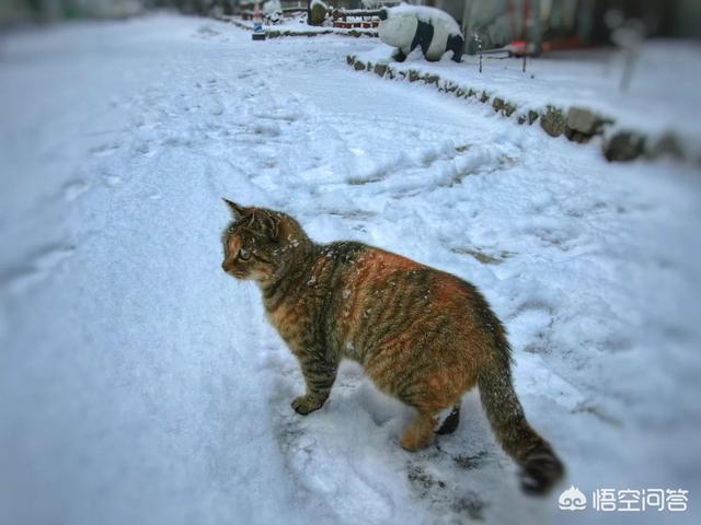 狸花猫的野性有多大？