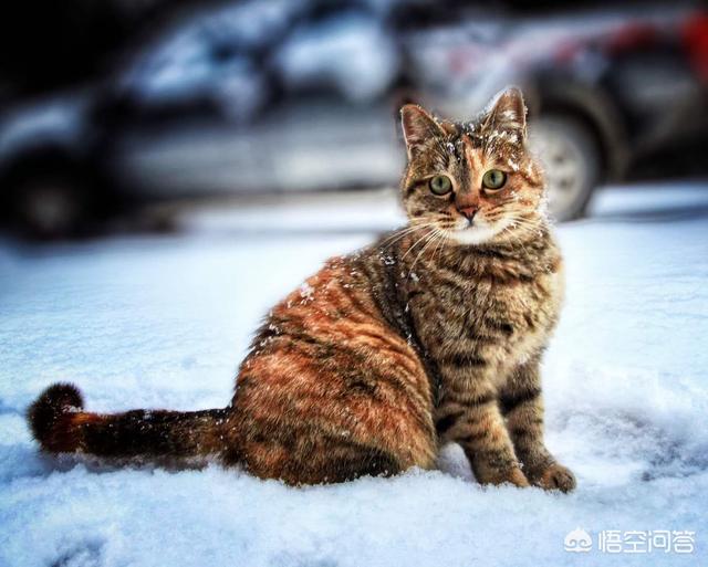 狸花猫的野性有多大？