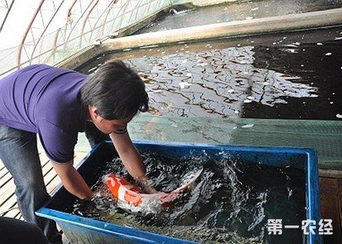 观赏鱼怎么饲养？