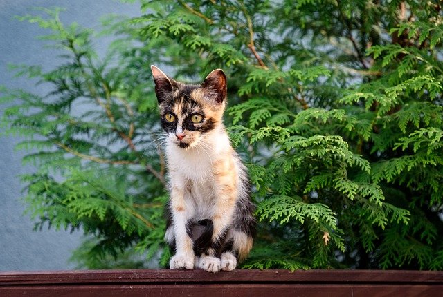 幼猫身上有跳蚤怎么去除（猫瘟病毒会附着在衣服上吗）