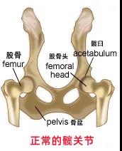 一种病不致命，却折磨82种以上的狗…（故意把人折磨成精神病）