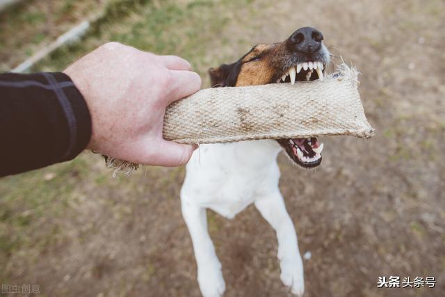 狗的命门在哪里？被大型犬追咬时，怎样做才是正确的自救方法？