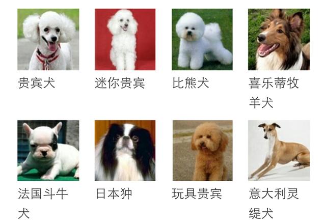 有哪些不会长大的小型犬？