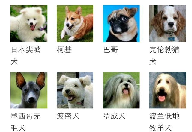 有哪些不会长大的小型犬？