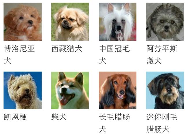 有哪些不会长大的小型犬？