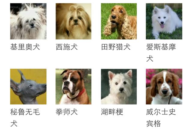 有哪些不会长大的小型犬？