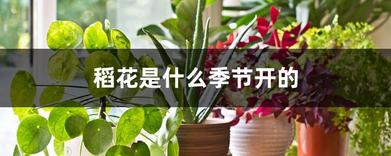 稻花是什么季节开的