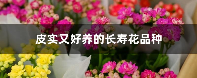 皮实又好养的长寿花品种（长寿花难养的品种）