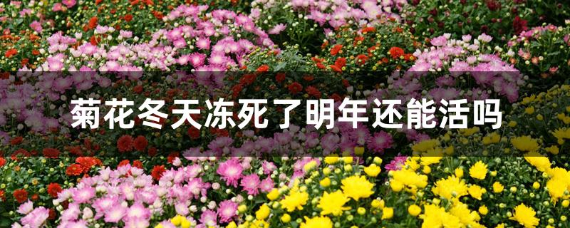 菊花冬天冻死了明年还能活吗（冬季里最耐寒的15种花卉）