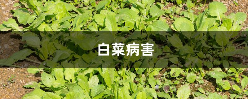 白菜病害（白菜十大病害）