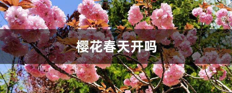 樱花春天开吗（樱花手绘）