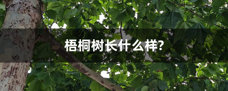 梧桐树长什么样?（梧桐树图片大全）