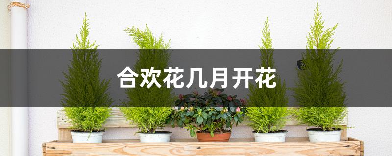 合欢花几月开花（合欢花为什么叫鬼树）