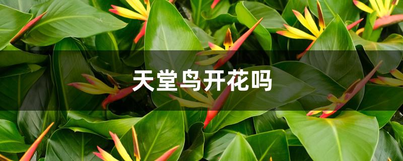 天堂鸟开花吗（天堂鸟养几年才开花啊）