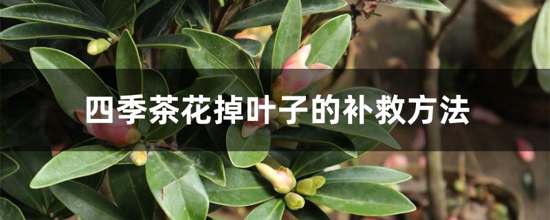 四季茶花掉叶子的补救方法（茶花刚买回来就掉叶子怎么办）