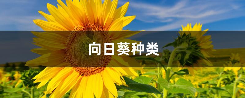 向日葵种类（玩具熊向日葵）