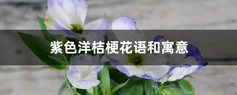 紫色洋桔梗花语和寓意