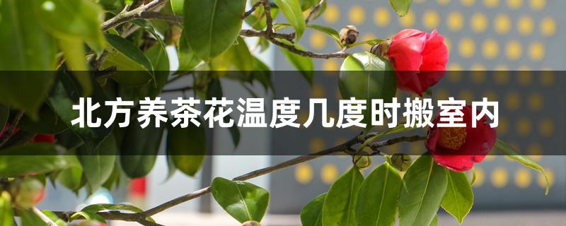 北方养茶花温度几度时搬室内