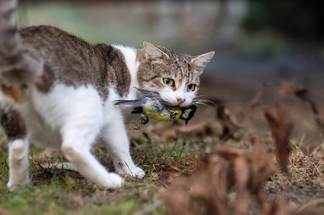 流浪猫狗泛滥成灾是否会抵消保护野生动物的成果？