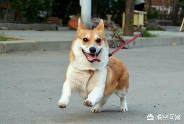 柯基犬怎么样？价格多少钱？