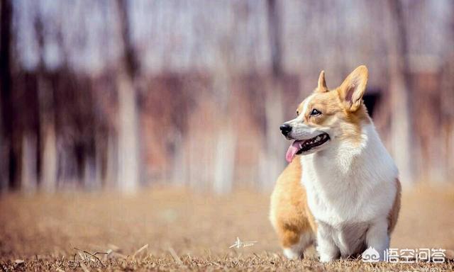 柯基犬怎么样？价格多少钱？