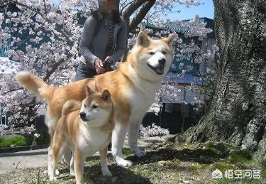 秋田狗和柴犬是什么关系？哈士奇和狼是什么关系？