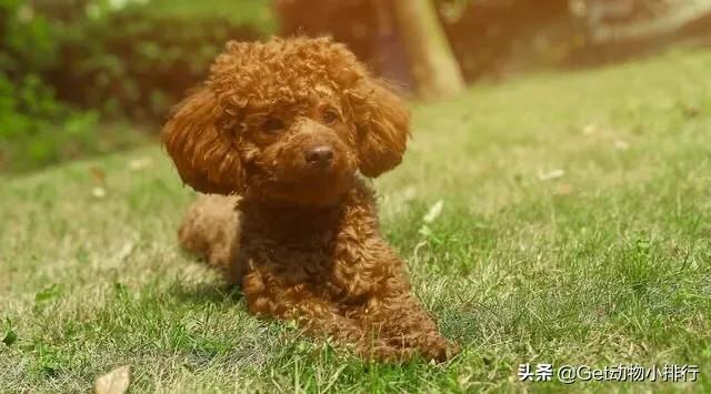 泰迪犬认主之后会有什么表现？