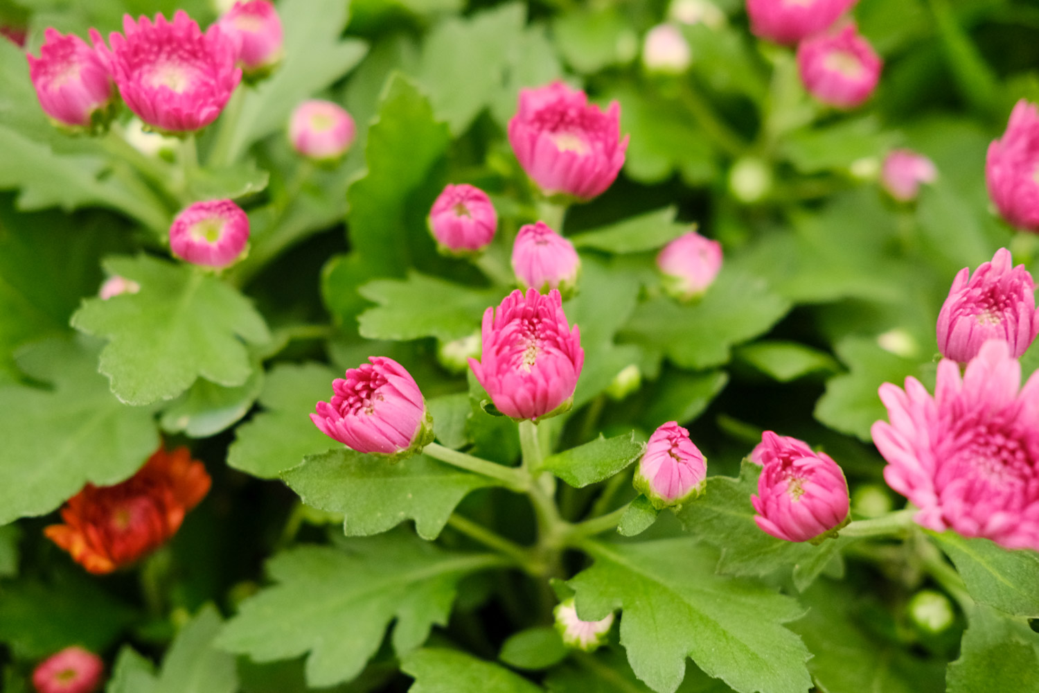 菊花冬天冻死了明年还能活吗（冬季里最耐寒的15种花卉）