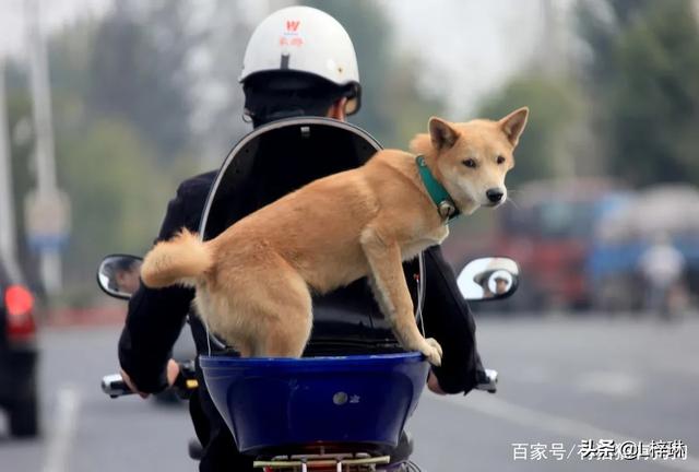 花高价买宠物狗最后发现不是纯种狗，这是一种怎样的体验？